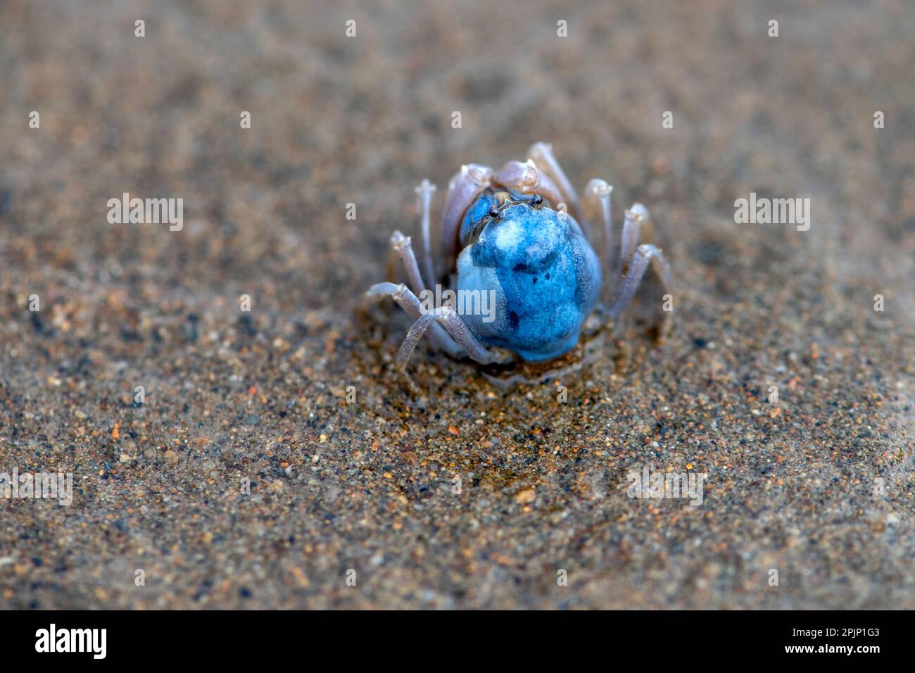 Soldier crab (Mictyris guinotae) from Amami Oshima (Ryukyu Islands), southern Japan. Stock Photo