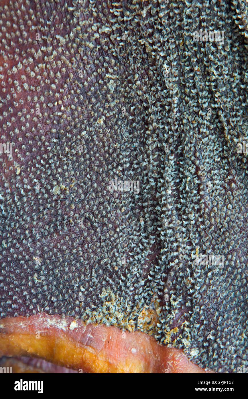 Close-up of fermented Greenland shark (Somniosus microcephalus) meat, showing the rough skin covered in cone shaped dermal denticles Stock Photo