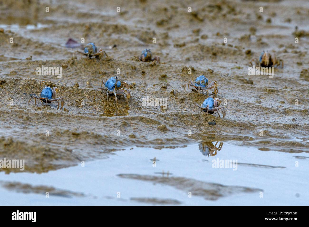 Soldier crabs (Mictyris guinotae) from Amami Oshima (Ryukyu Islands), southern Japan Stock Photo