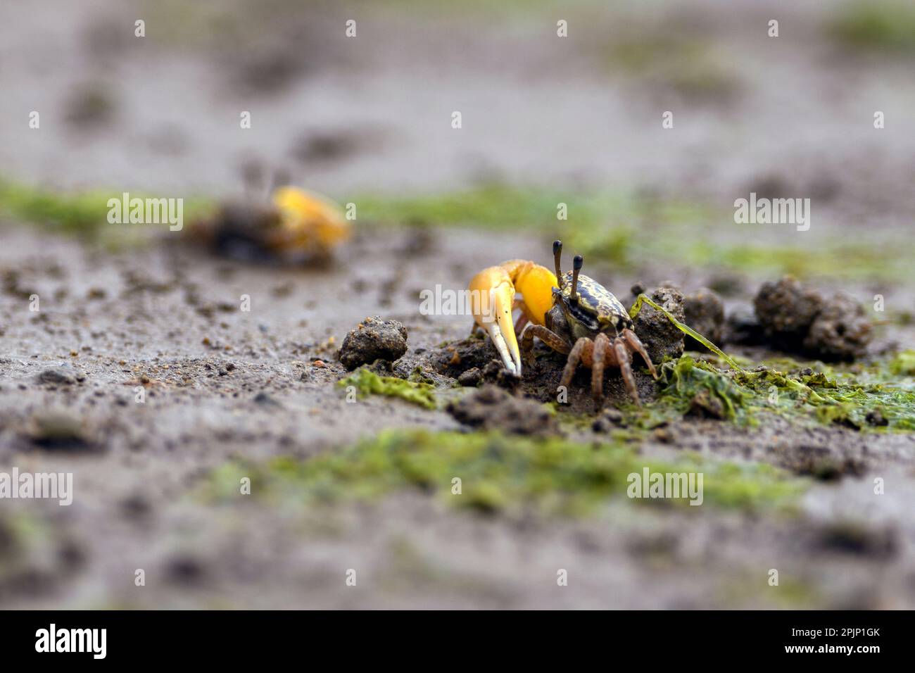 Lemon-clawed fiddler crab (Austruca perplexa) from Amami Oshima (Ryukyu Islands), southern Japan. Stock Photo