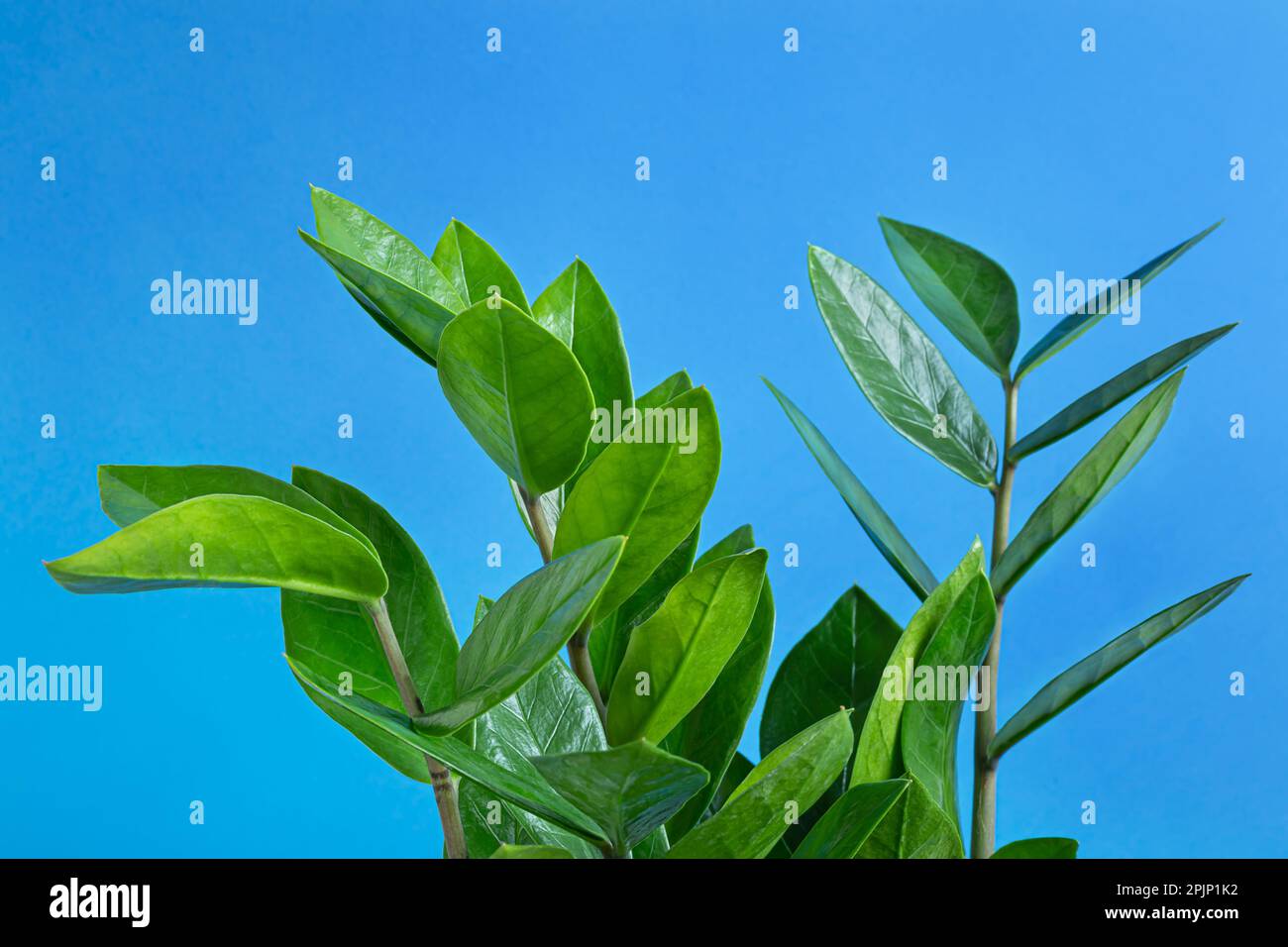 Green branches of Zamioculcas, or zamiifolia zz plant close-up on a blue background, home gardening and connecting with nature concept Stock Photo