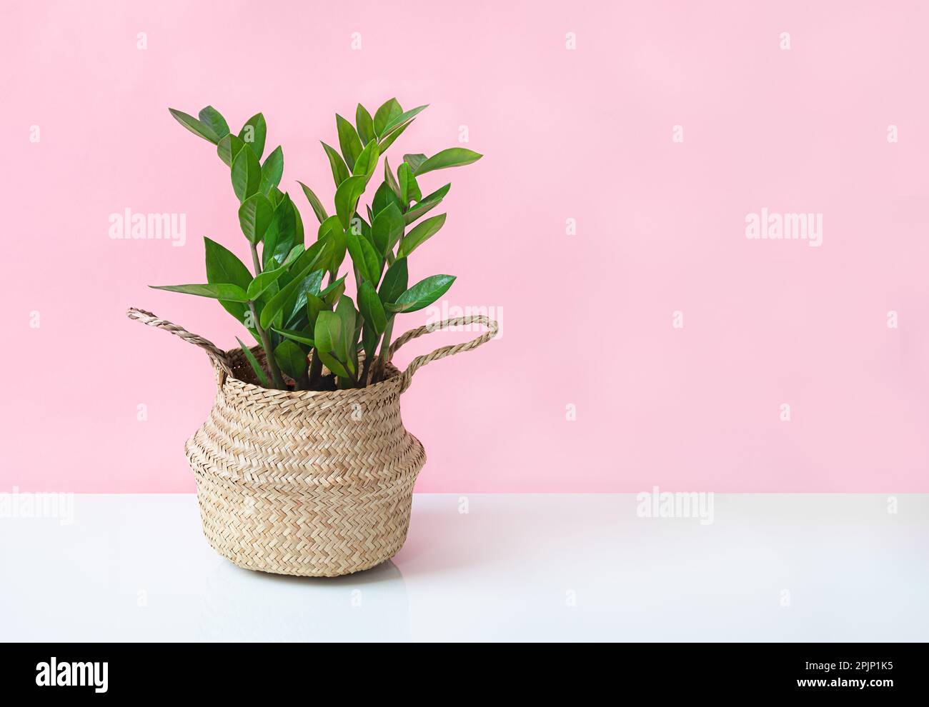 Zamioculcas, or zamiifolia zz plant in a wicker pot on a white table near pink wall, home gardening and minimal home decor concept Stock Photo