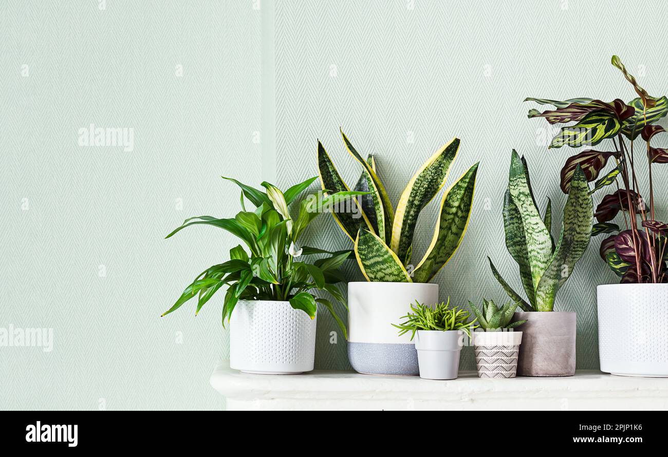 Home plants variete on a white shelf, indoor garden concept Stock Photo