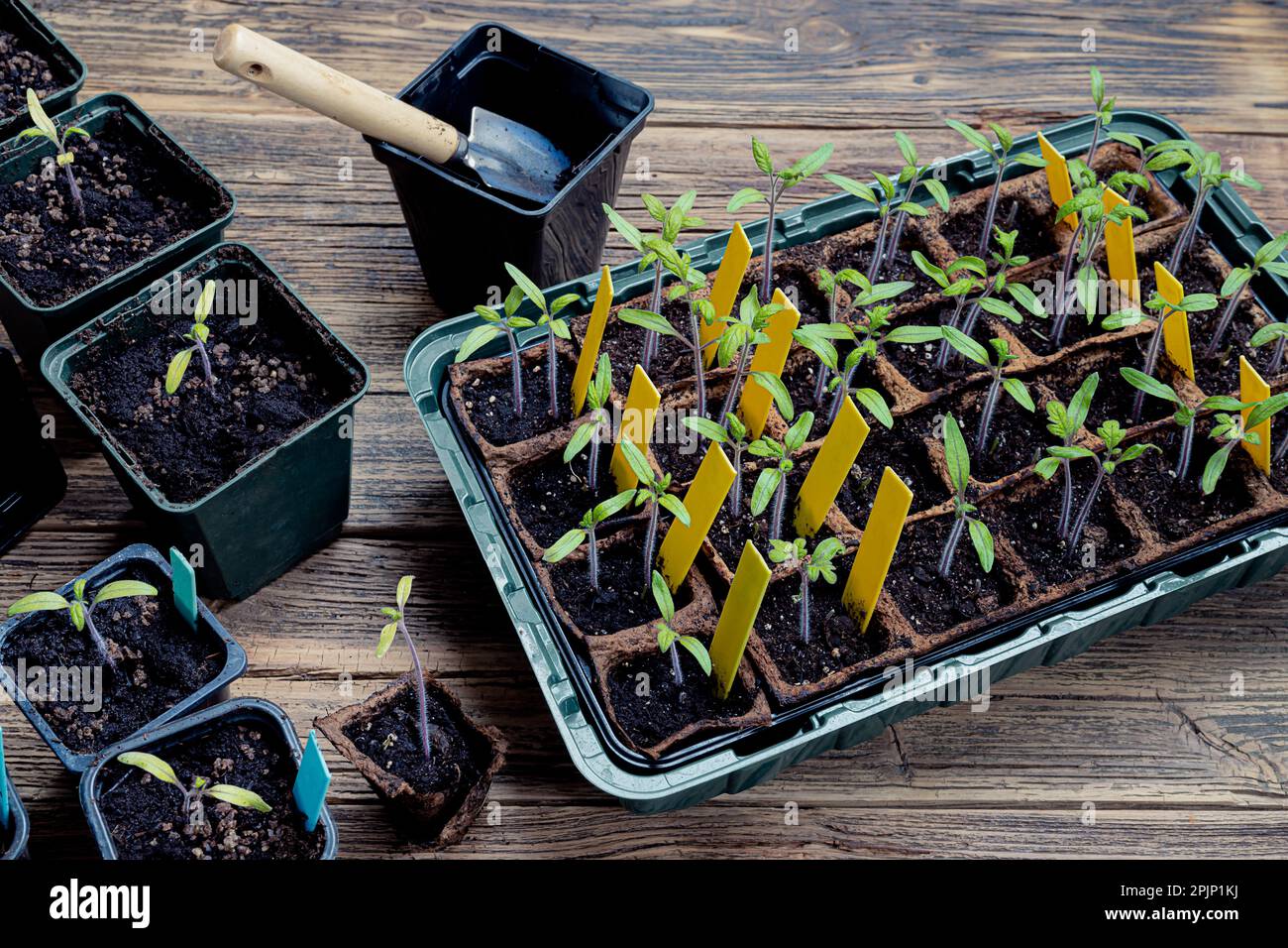 Transplanting tomato sprouts in biodegradable peat pots into reusable pots and gardening tools on the wooden surface, home gardening and connecting wi Stock Photo