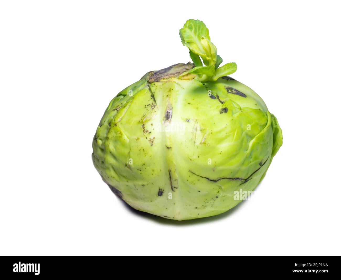 A sprout erupted from a head of cabbage. New life concept. Rotten cabbage with shoots. Rotting vegetable on a white background. Raw food diet. Lunch i Stock Photo