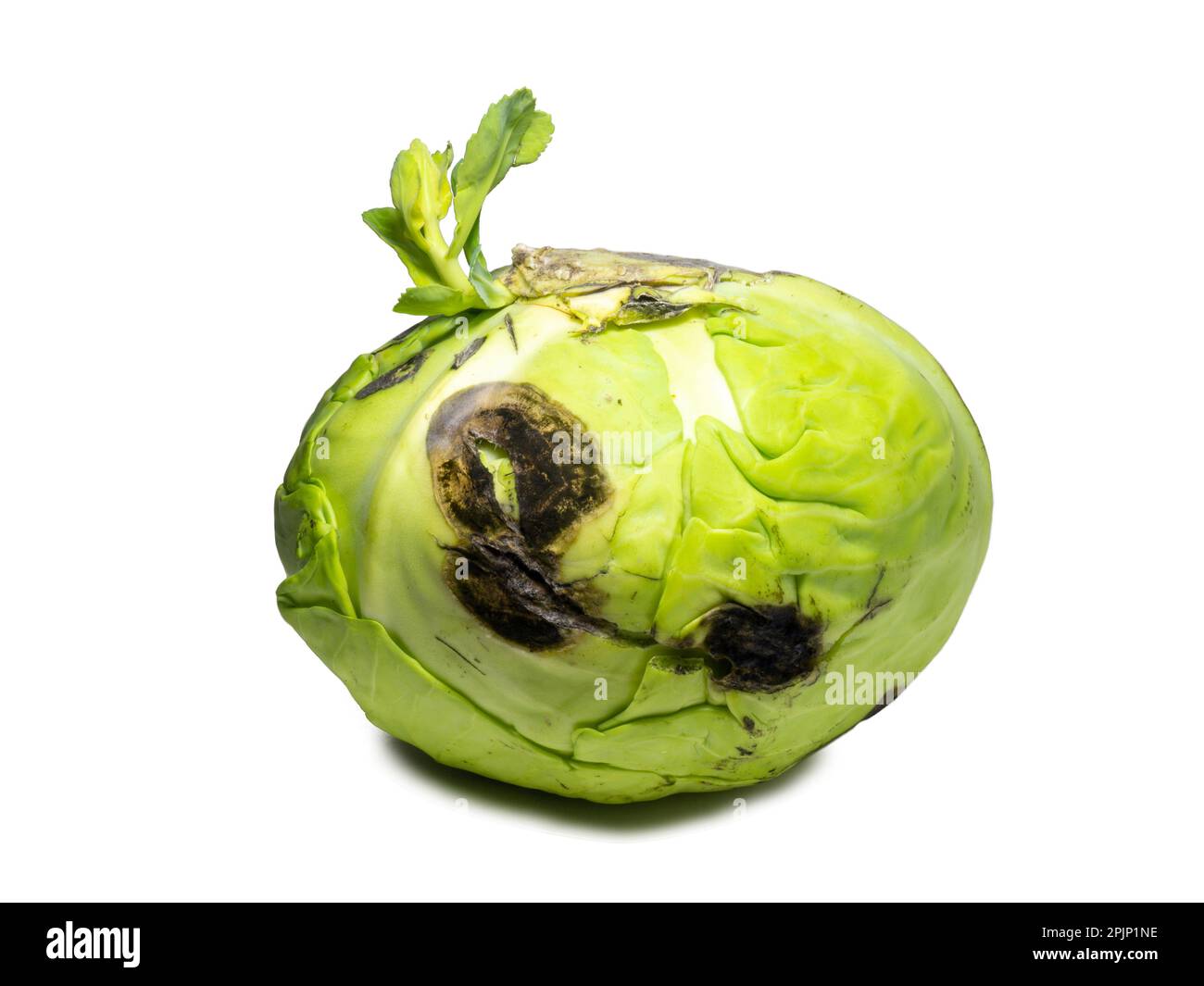 A sprout erupted from a head of cabbage. New life concept. Rotten cabbage with shoots. Rotting vegetable on a white background. Raw food diet. Lunch i Stock Photo