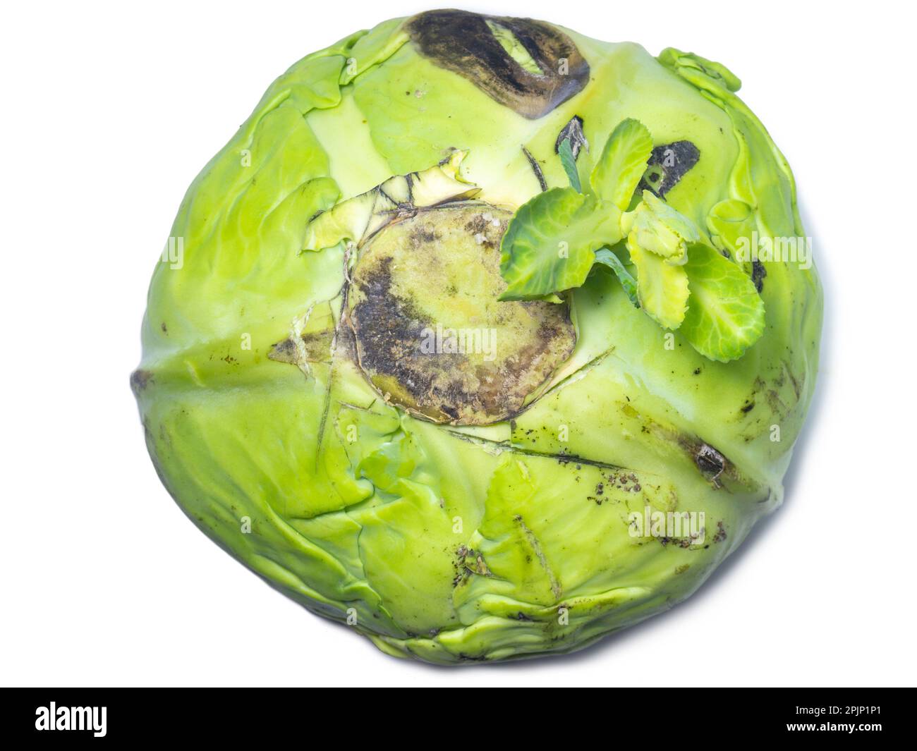 A sprout erupted from a head of cabbage. New life concept. Rotten cabbage with shoots. Rotting vegetable on a white background. Raw food diet. Lunch i Stock Photo