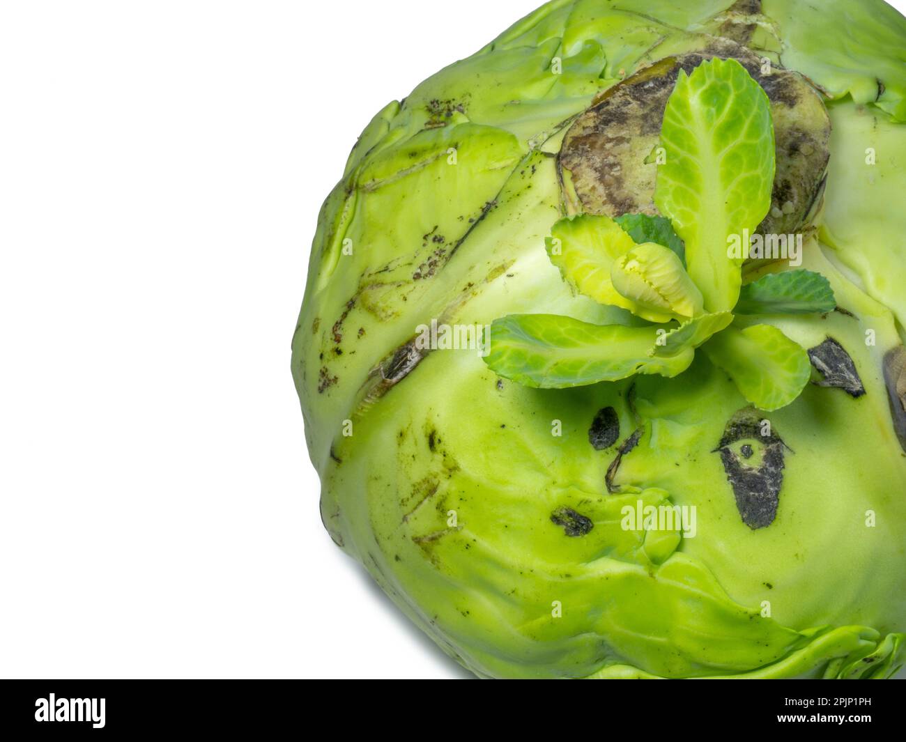 top view two pieces rotten mangos close up on a white background Stock  Photo - Alamy