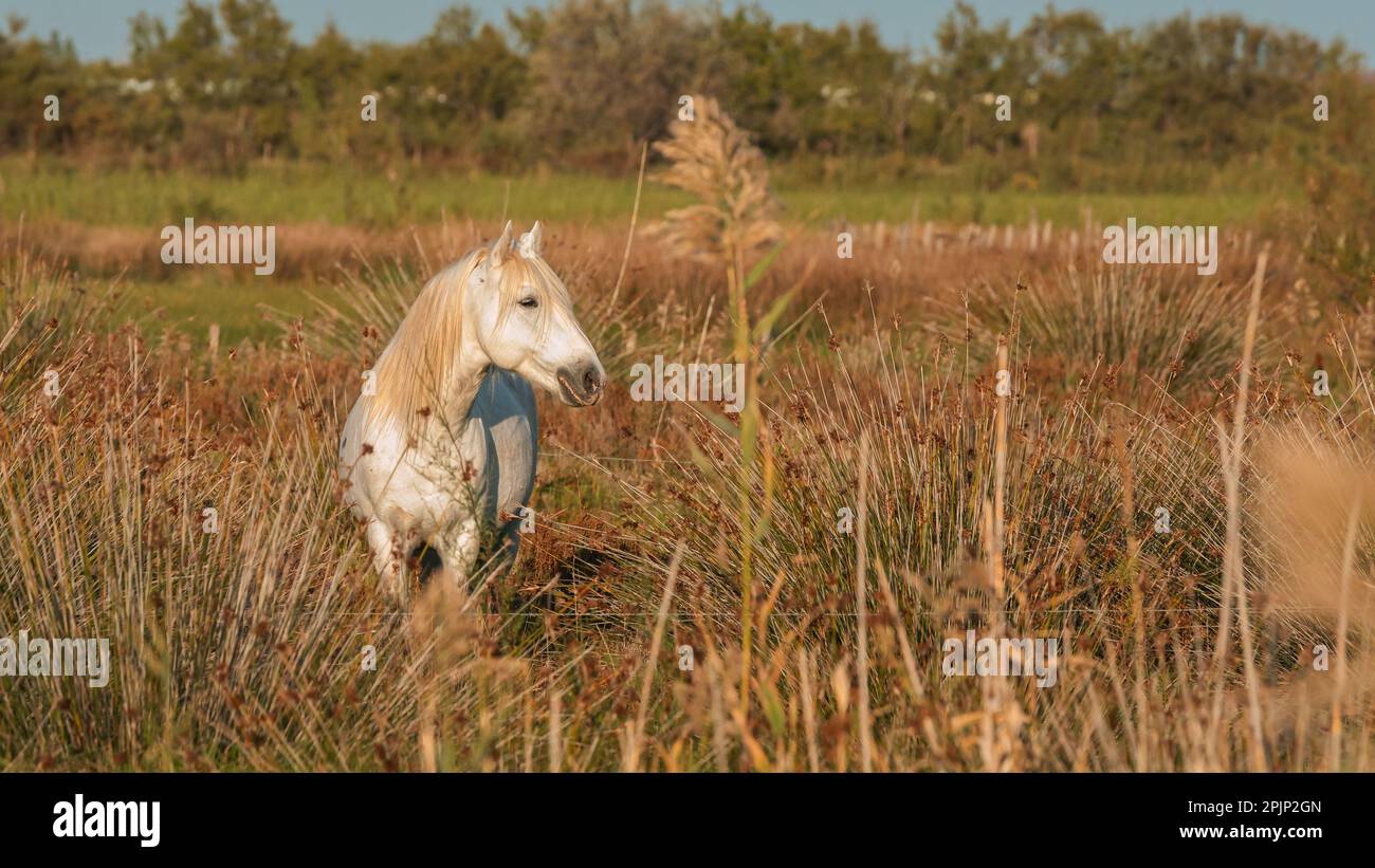 White Camargue horse in the south of France. Horses raised in freedom in the middle of the Camargue bulls in the ponds of Camargue. Stock Photo