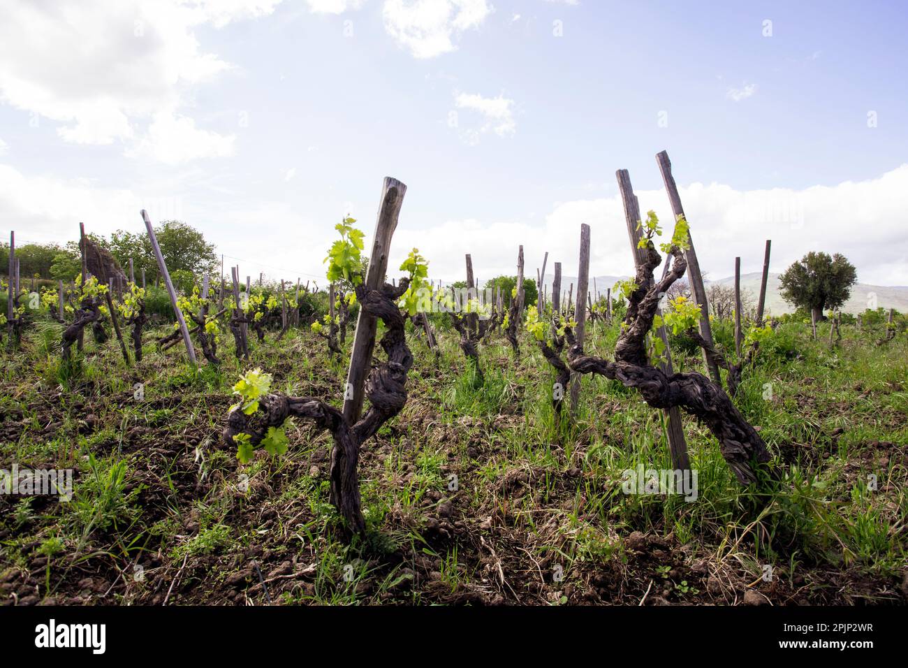 All rights reserved Copyright © Andrea