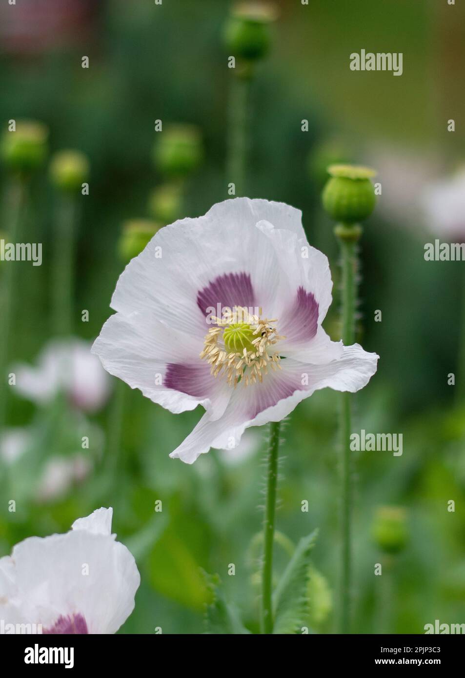 Papaver somniferum, the opium poppy or breadseed poppy flowers in the
