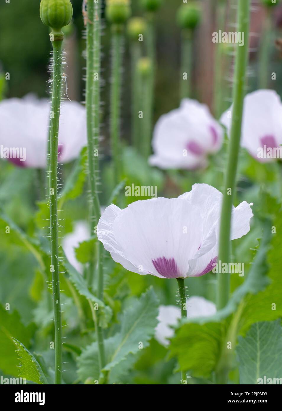 Papaver somniferum, the opium poppy or breadseed poppy flowers in the