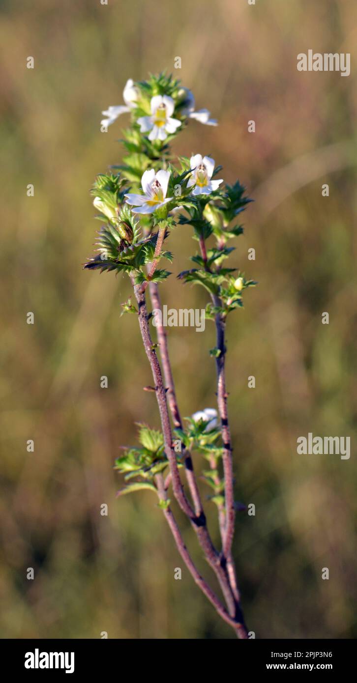 Euphrasia grows in the wild among herbs Stock Photo