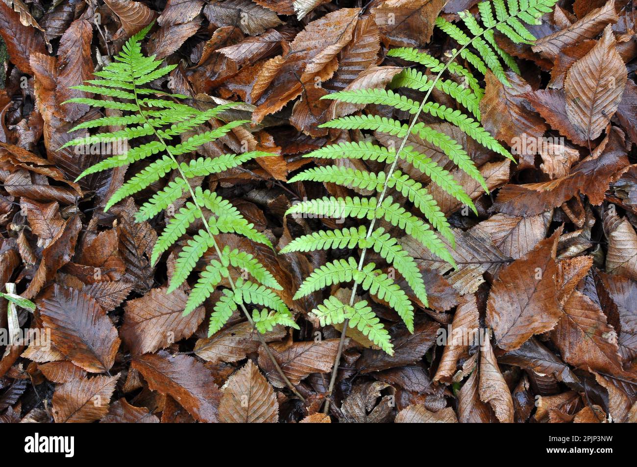 Fern (Dryopteris filix-mas) grows in the wild in the forest Stock Photo