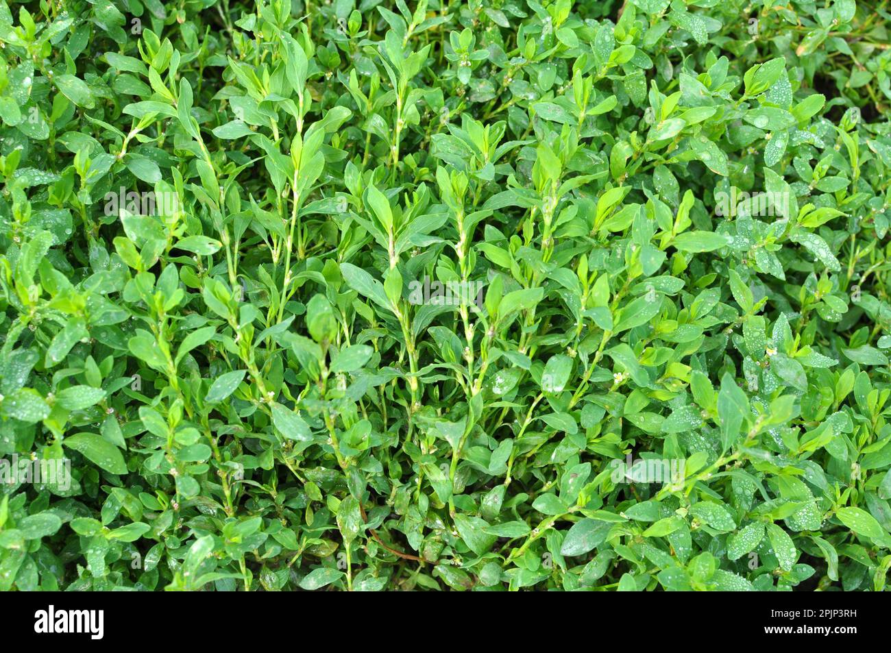 Polygonum aviculare grass grows in the wild Stock Photo