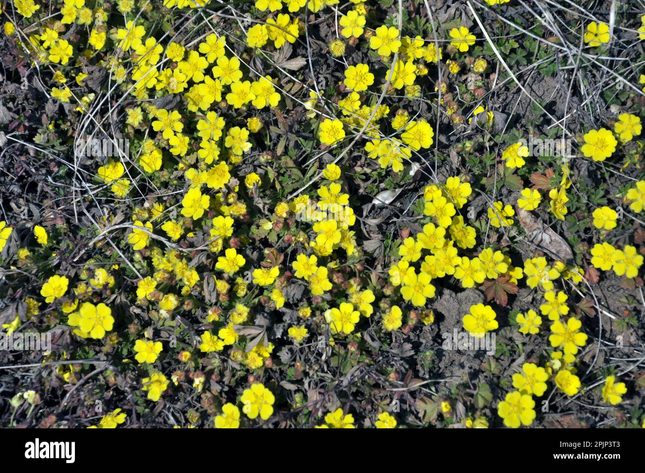 In spring, potentilla grows in the wild Stock Photo