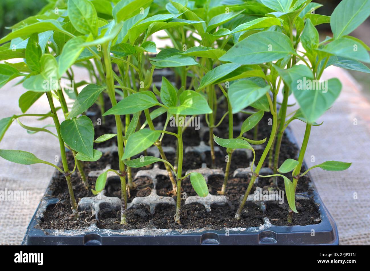 Growing seedlings of sweet pepper in cassettes with organic soil Stock