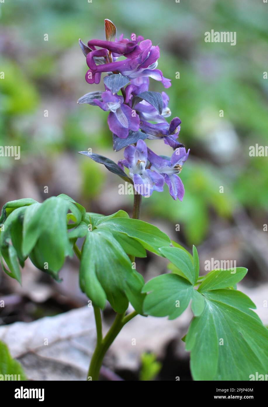 Corydalis blooms in spring in the wild in the forest Stock Photo
