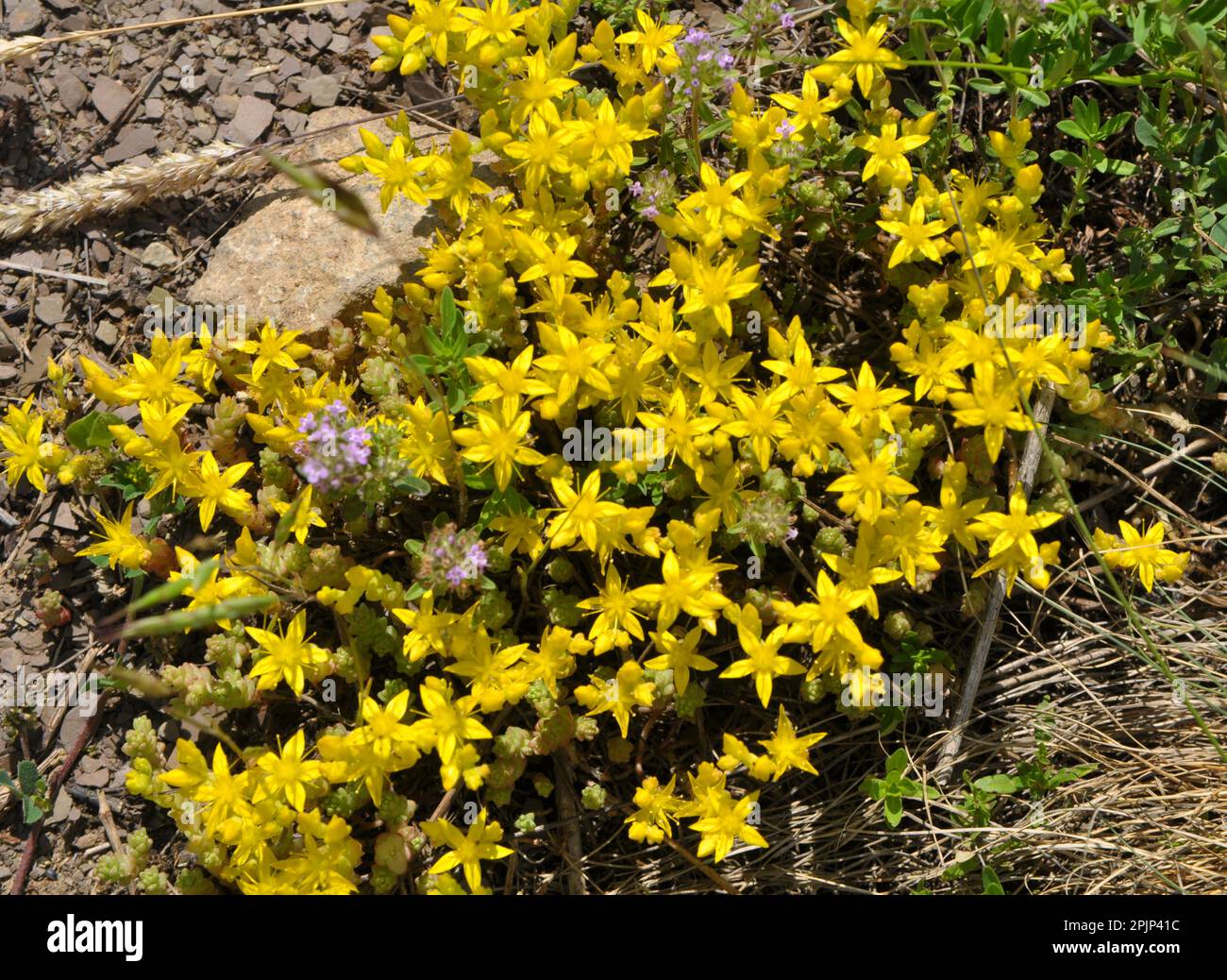 In the wild stonecrop (Sedum acre) grows on rocky soils Stock Photo Alamy