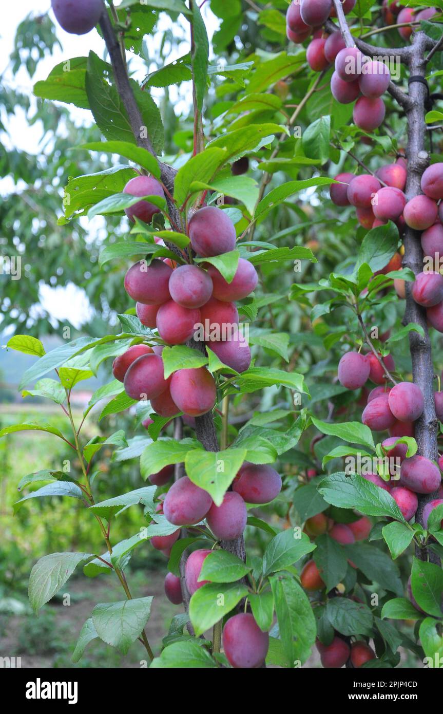 In the garden on a tree branch ripe plums with pink color of the fruit. Stock Photo