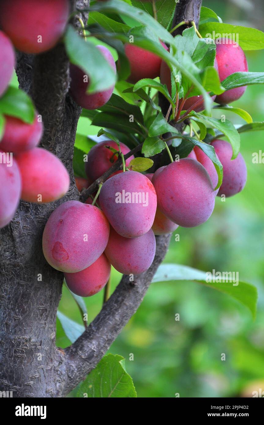 In the garden on a tree branch ripe plums with pink color of the fruit. Stock Photo