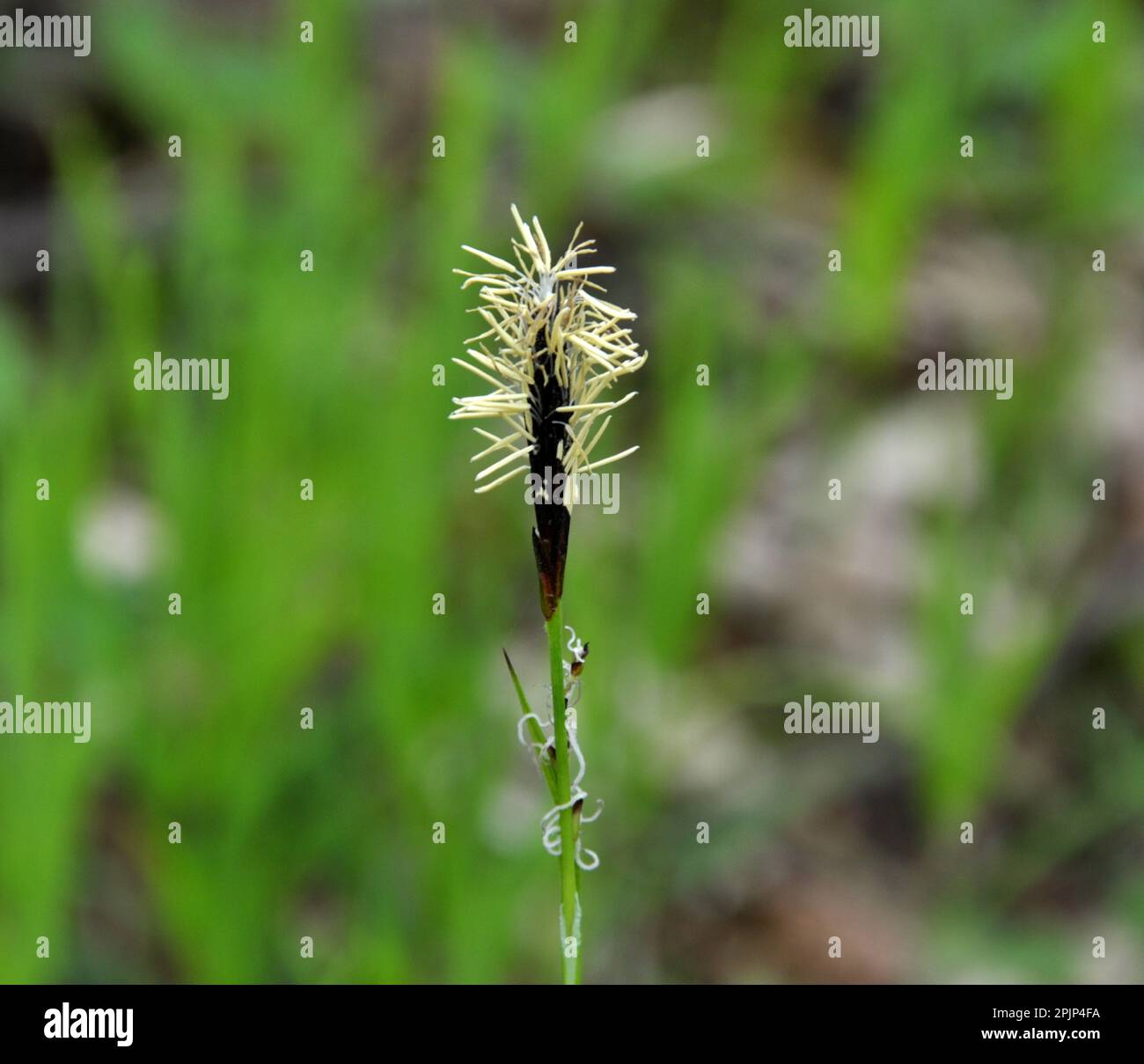Hairy sedge (Carex pilosa) grows in the wild in the forest Stock Photo