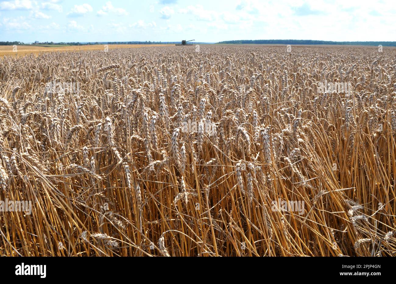 Wheat ears ripened on a farm field Stock Photo - Alamy