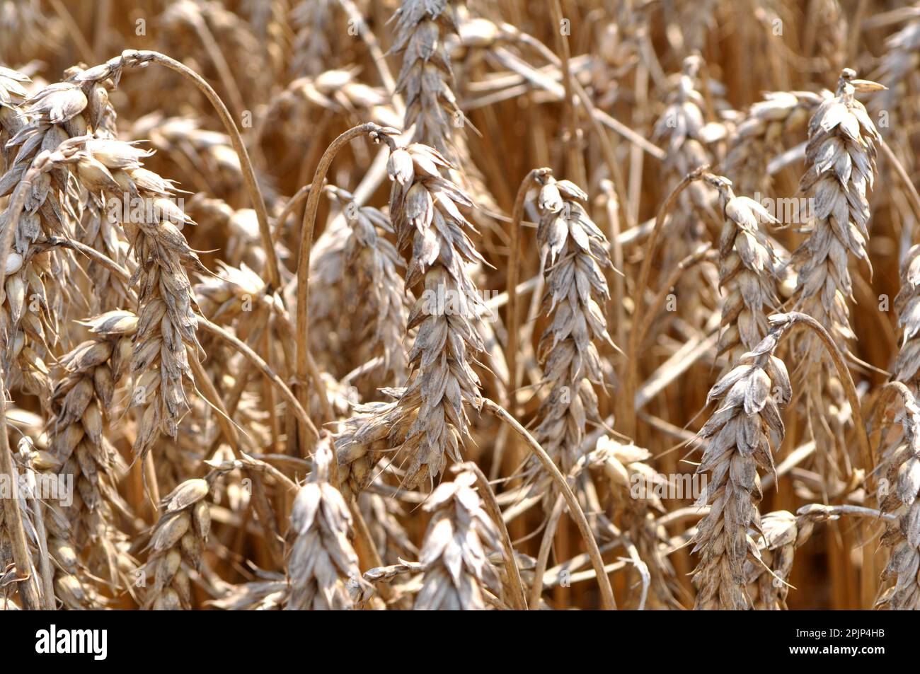 Wheat ears ripened on a farm field Stock Photo - Alamy