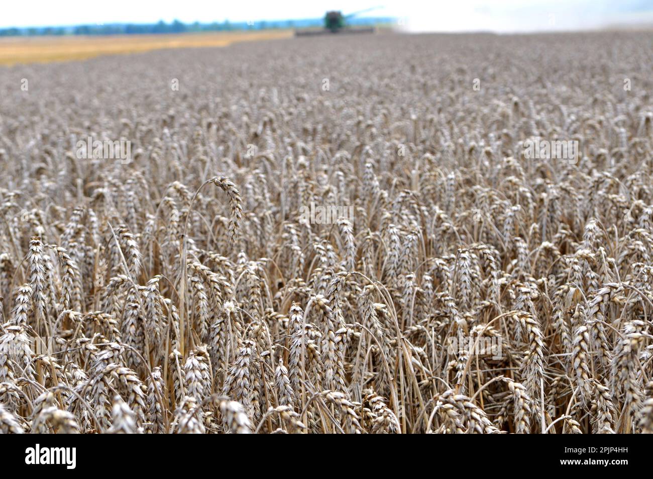 Wheat ears ripened on a farm field Stock Photo - Alamy