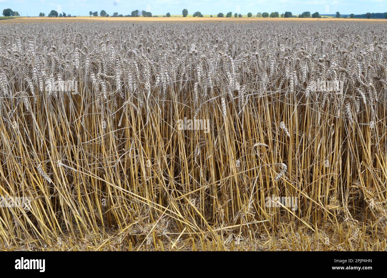 Wheat ears ripened on a farm field Stock Photo - Alamy
