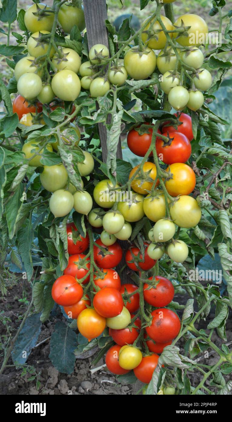 In the garden, cherry tomatoes grow in open ground Stock Photo - Alamy