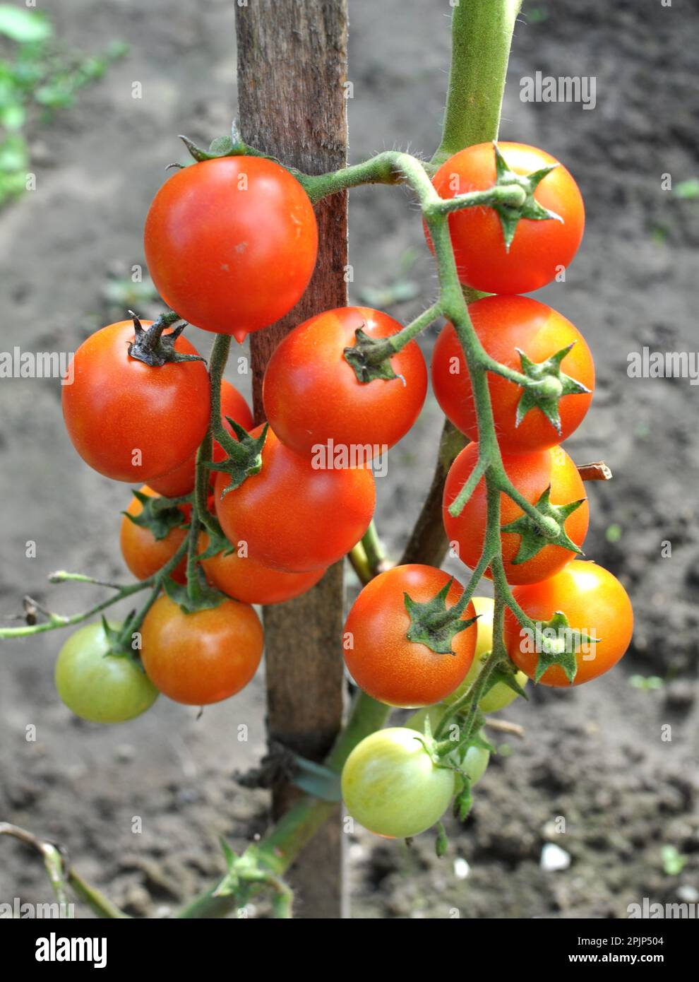 In the garden, cherry tomatoes grow in open ground Stock Photo - Alamy