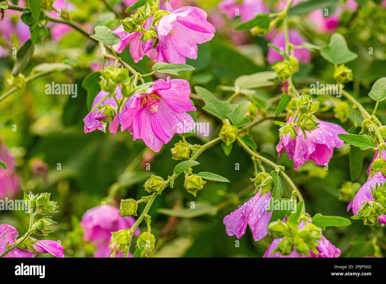 Lavatera thuringiaca flowers in a garden. Stock Photo
