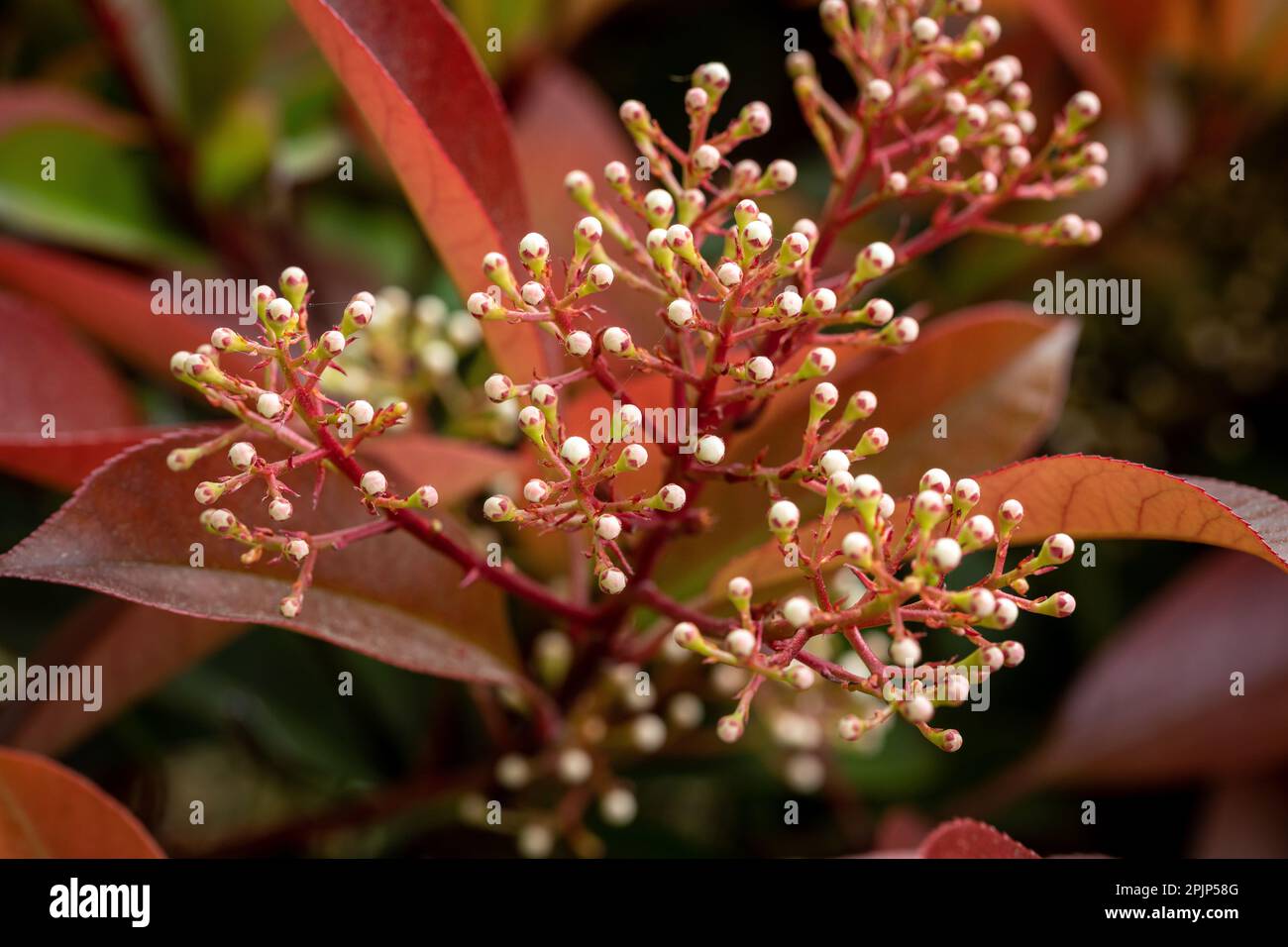 Photinia Red Robin flower buds - Latin name - Photinia Red Robin. Blooming beautiful photinia flower. Stock Photo