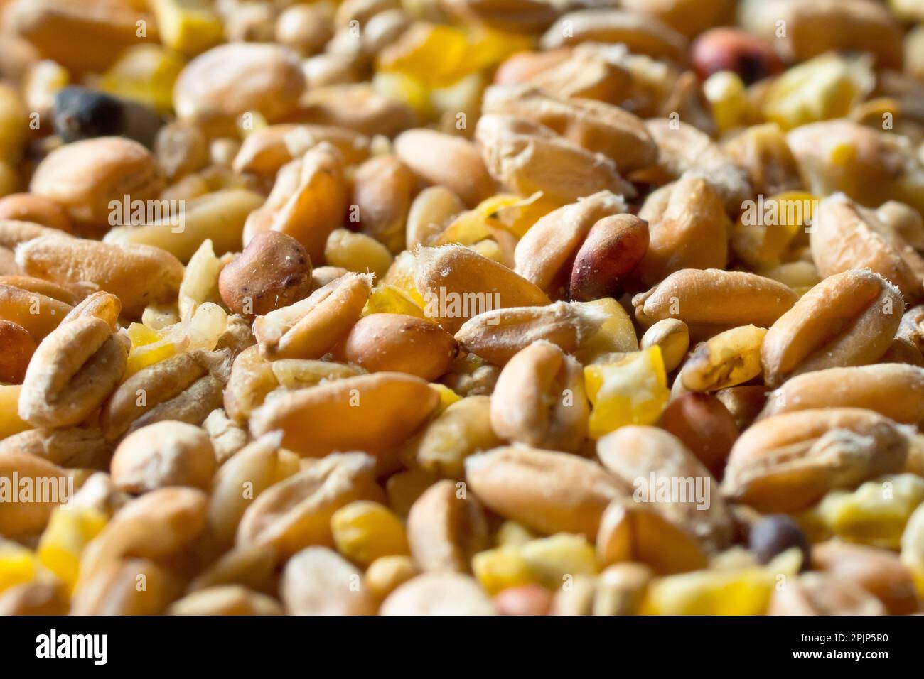 Close up of the various seeds and grains supplied in a commercial bag of wild bird seed mix