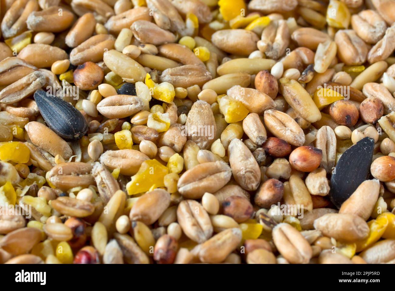 Close up of the various seeds and grains supplied in a commercial bag