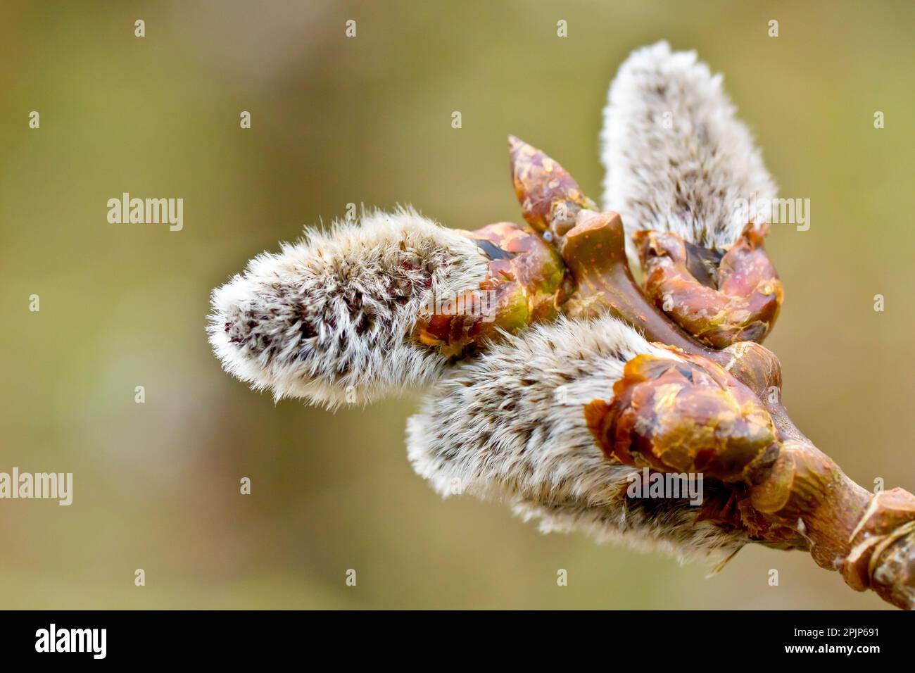 Grey Poplar (populus canescens), close up showing a cluster of male catkins emerging from their buds at the end of a branch. Stock Photo