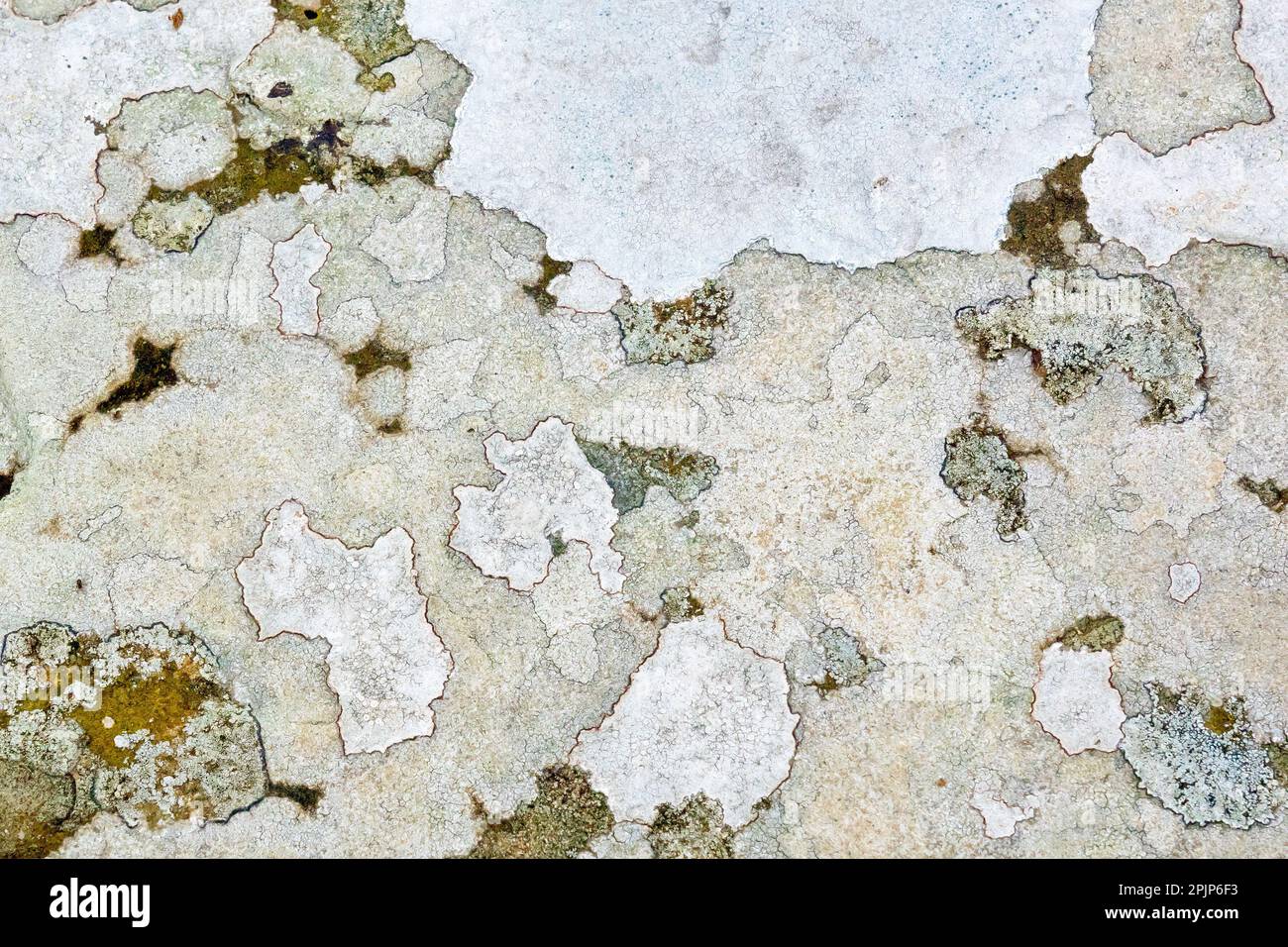 Close up showing several distinct growths of a crustose white lichen overlapping and overgrowing each other, one or more of the many Lecanora species. Stock Photo