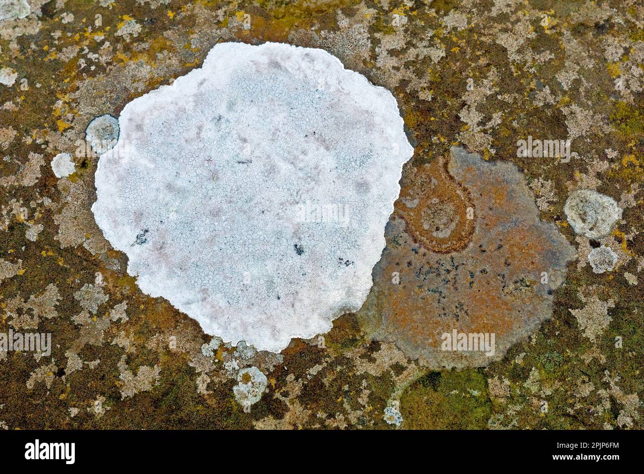 Close up of a patch of crustose white lichen growing on the top of an old wall, probably one of the many Lecanora species. Stock Photo