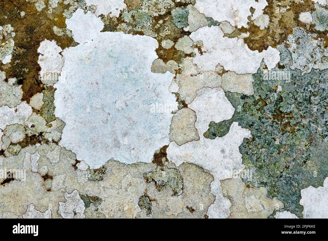 Close up of patches of white crustose lichen growing on the top of an old wall, probably one of the many Lecanora species. Stock Photo