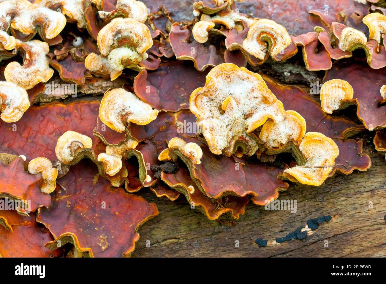 Close up of the fruiting bodies of the fungus stereum hirsutum or Hairy Curtain Crust growing over a rotting piece of wood. Stock Photo