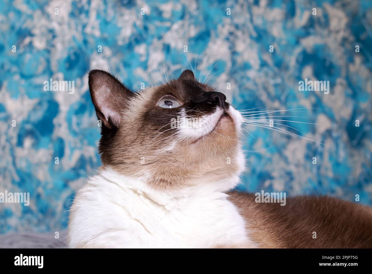 Siamese cat with blue eyes close up portrait Stock Photo - Alamy
