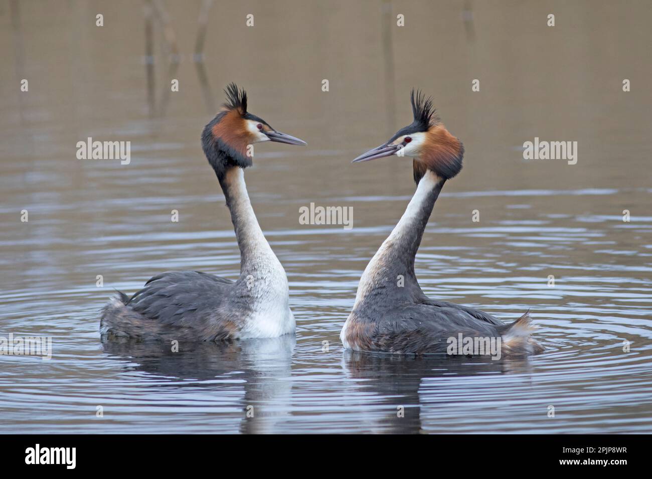 Great Crested Grebes at RSPB Lakenheath fen 5th April 2023 Stock Photo
