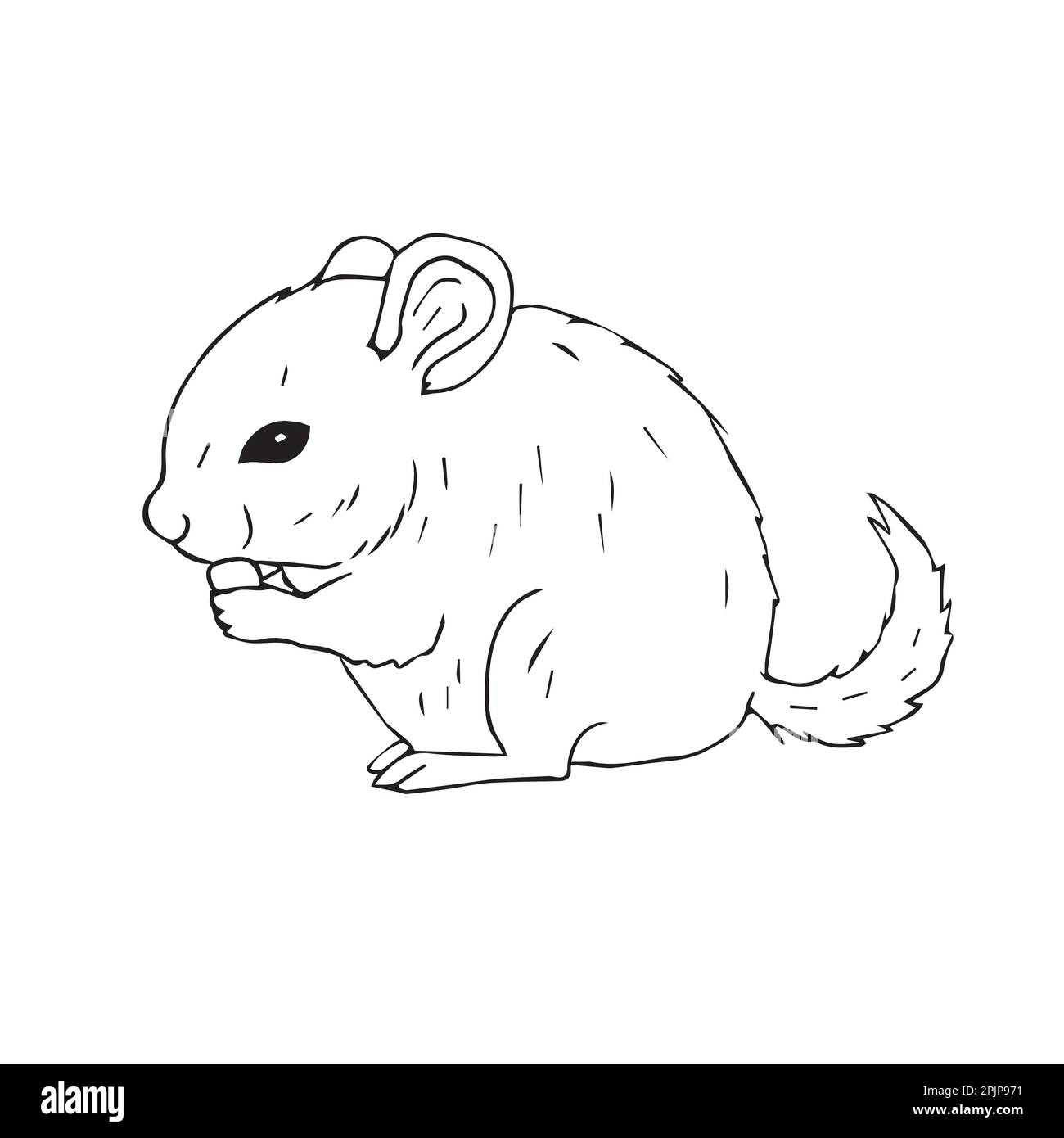 Chinchilla dog sketch style vector  Stock Illustration 77537194   PIXTA