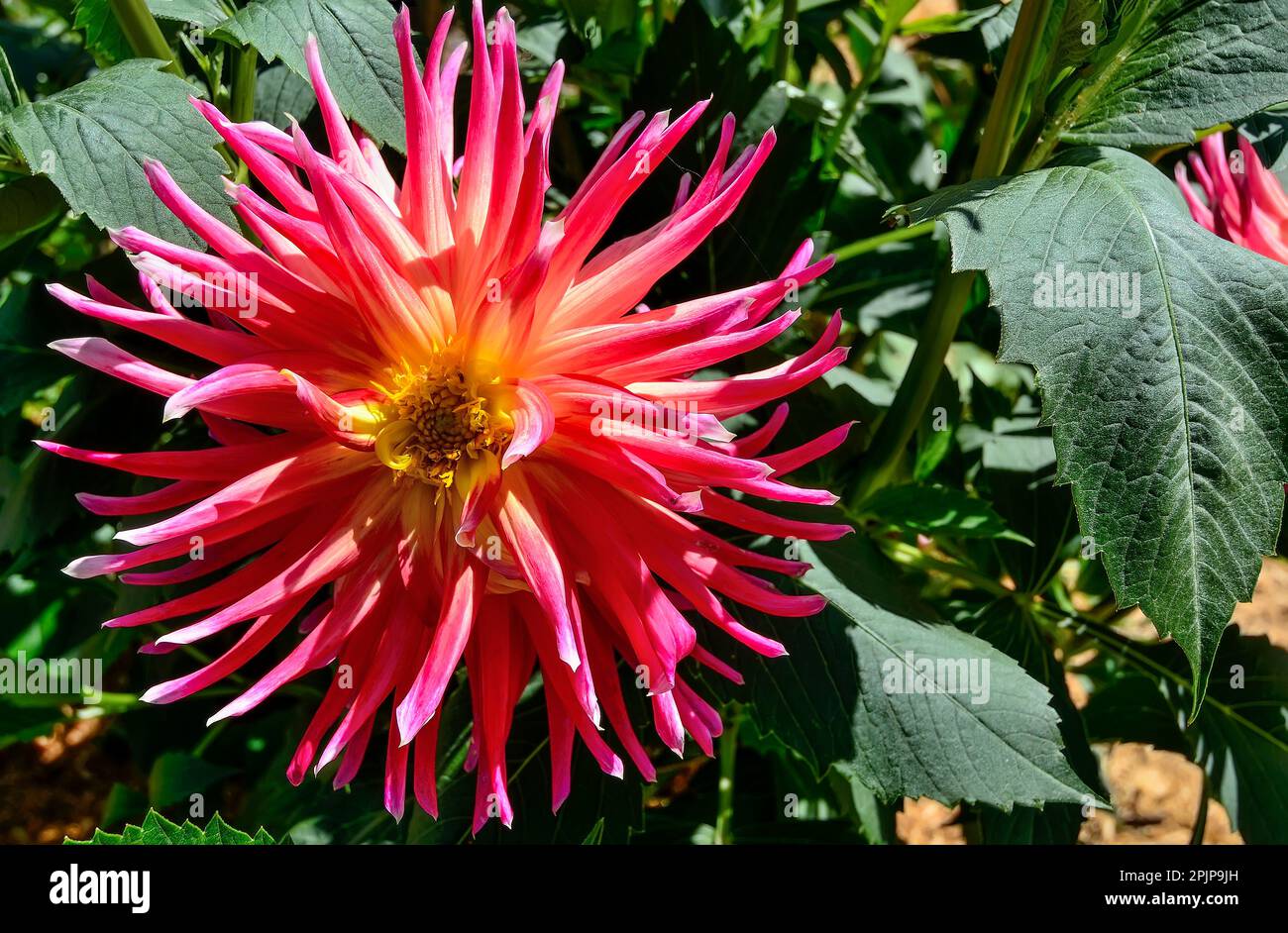 Dahlia cactus variety Fringed Star in the garden. One of the most unpretentious varieties. Single flower with salmon colored petals and yellow center, Stock Photo