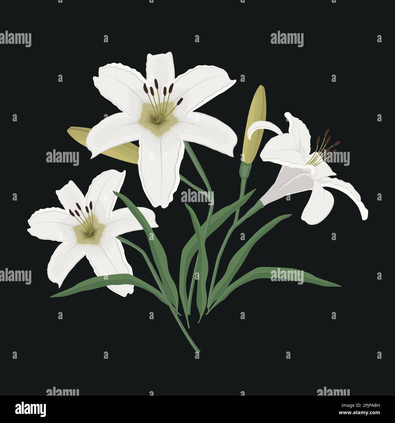 White lilies with buds and green leaves on black background. Summer