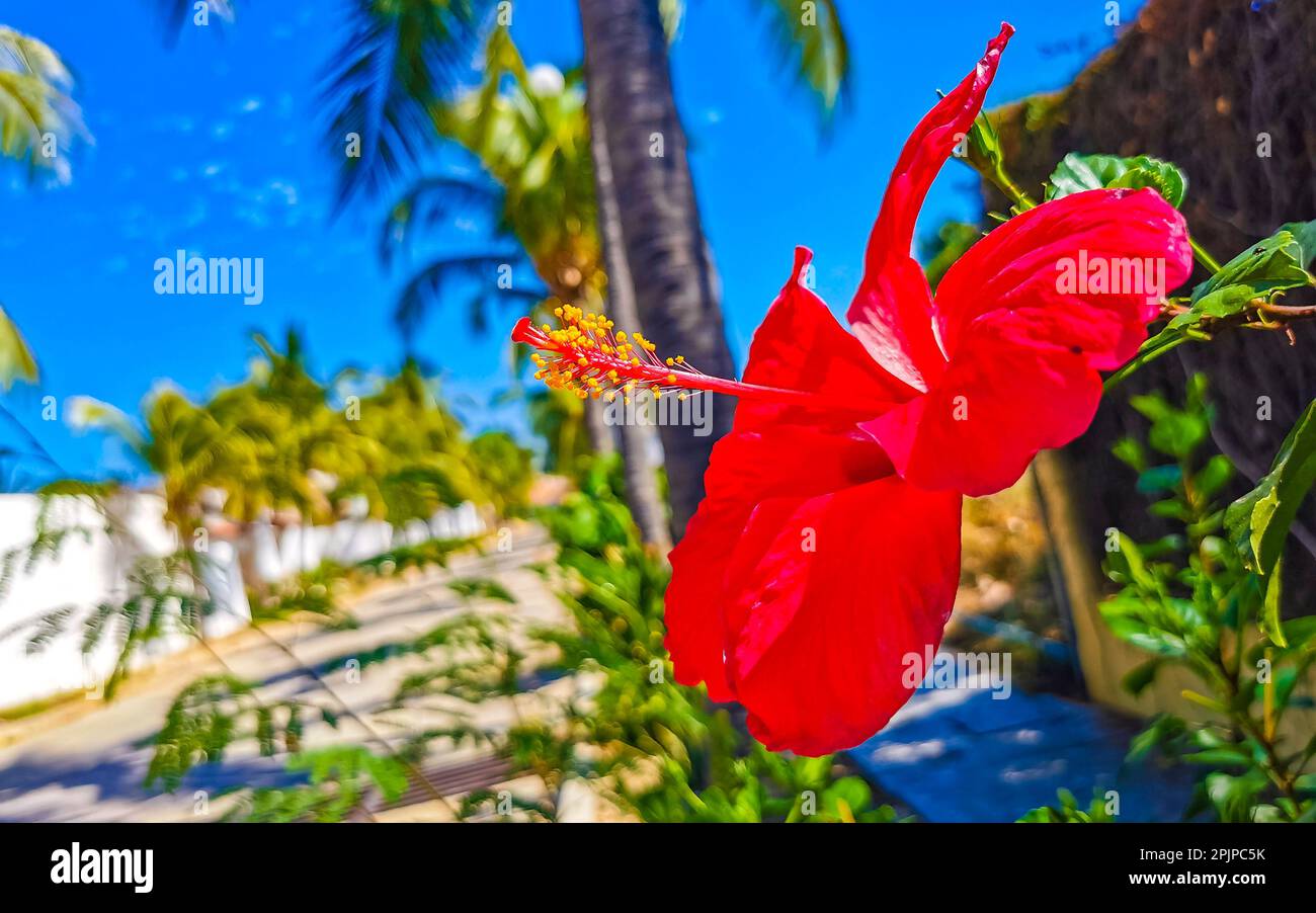 Red beautiful hibiscus flower flowers shrub tree plant in Zicatela