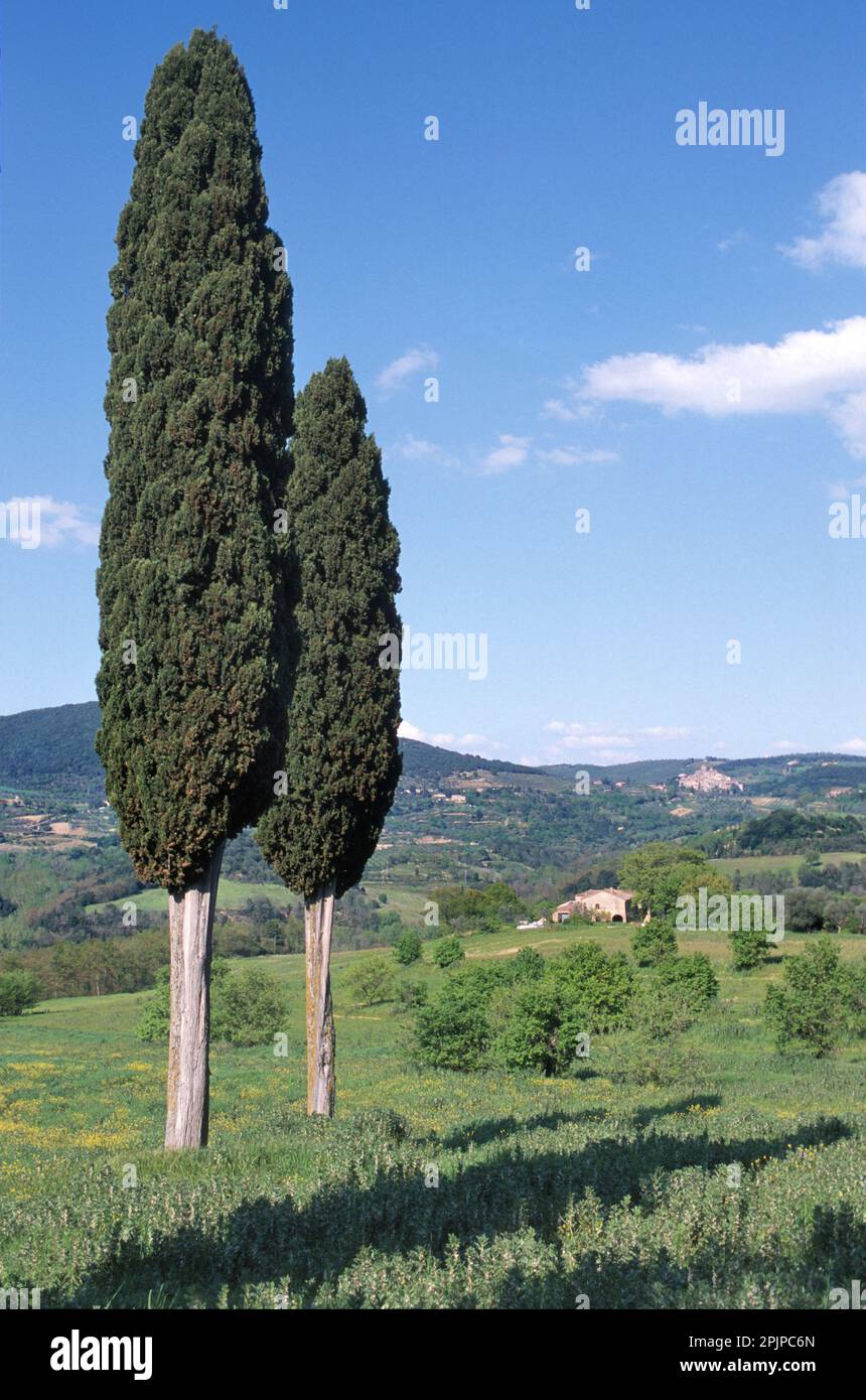 Scenic panorama view of typical Tuscany landscape with group of cypress trees against blue sky in Toscana, Italy, southern Europe Stock Photo
