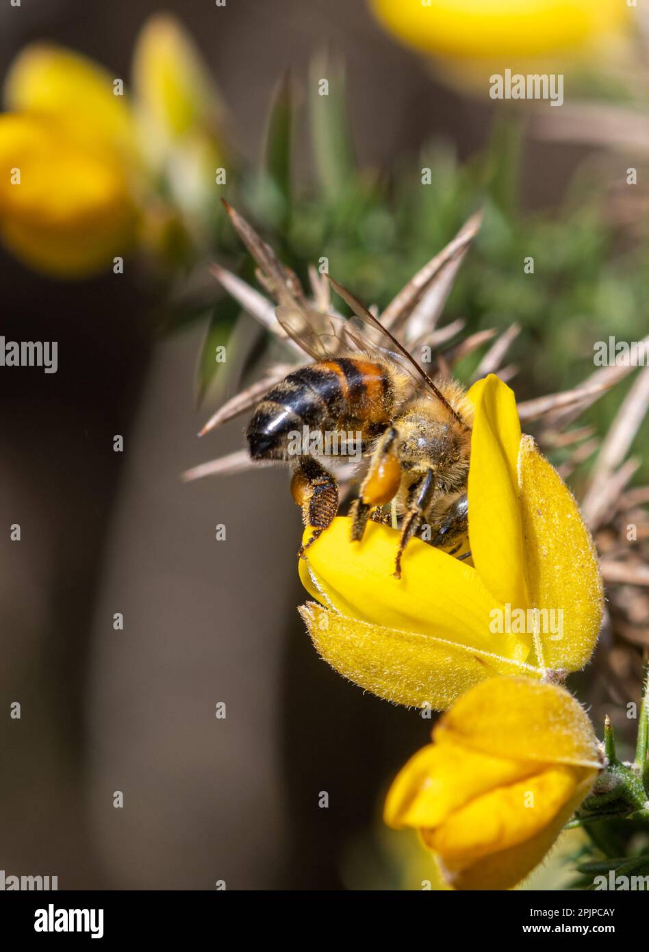 Western honey bee (Apis mellifera, also called European honeybee) collecting nectar and pollen from gorse flowers during Spring, Surrey, England, UK Stock Photo