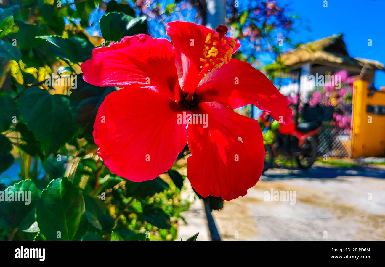 Red beautiful hibiscus flower flowers shrub tree plant in Zicatela